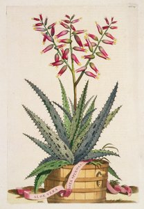 الألوة فيرا كوستا سبينوزا ، من Phytographia Curiosa ، نشرت عام 1702 (نقش ملون)