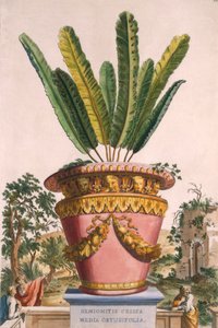 Hemionitis Crispa Media Obtusifolia ، من "Phytographia Curiosa" ، تم نشره عام 1702