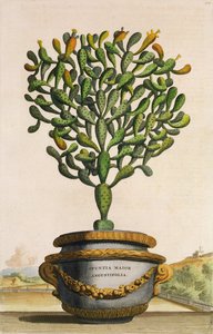 Opuntia Maior Augustifolia ، من Phytographia Curiosa ، تم نشره عام 1702