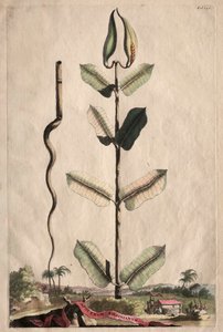 Phytographia الغريب: انتشار Virginianum.