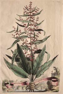 Phytographia غريبة: الحقائق البريطانية القديمة.