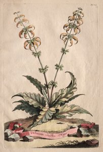 Phytographia Curiosa: الهورمينوس الهندي الأكبر