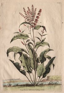 Phytographia غريبة ، Lapathum Officin Antiquorum.
