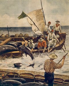 Extraordinary bluefin tuna fishing at Piana Island, Sardinia, by Achille Beltrame (1871-1945), from La Domenica del Corriere, 30th June 1900 بواسطة أخيل بيلترام