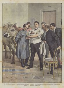 أبطال العلم ، الطبيب الفرنسي Garnault يحقن طوعًا البقر LUMORE DUna Tuberculotic Cow