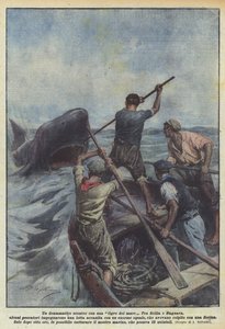 صدام مثير مع نمر البحر