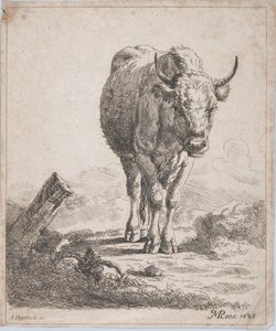 بقرة من الأمام 1805.