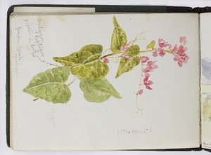 Sketchbook of watercolours, Drawings and Notes, Mexico,1896-1898 (watercolor) بواسطة أديلا بريتون