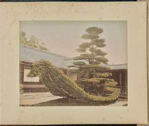 شجرة الصنوبر، كينكاكوجي بواسطة أدولفو فارساري