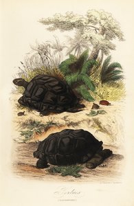 سلحفاة ألدابرا العملاقة ، Aldabrachelys gigantea ، ضعيفة