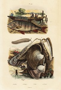 سمك الفرخ ، محار اللؤلؤ ، الدودة المخملية ، الدانتيل ، 1834-1839 (نقش)
