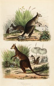 الكنغر الأحمر، Macropus rufus (أسفل)، الكنغر الرمادي الشرقي، Macropus giganteus (أعلى اليمين)، والولبي الداكن، Thylogale brunii (أعلى اليسار)