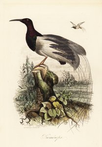 طائر الجنة المكون من اثني عشر سلكًا ، Seleucidis melanoleucus