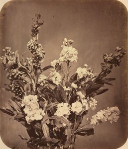 باقة ج. 1855.