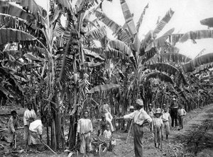 مزارع الموز ، جامايكا ، c1905.