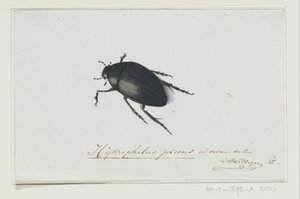 خنفساء الماء الأسود Hydrophilus picens (العنوان على الكائن) بواسطة Adriaan van der Willingen