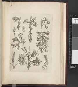 رسم توضيحي للنباتات ، Florilegium ab Hadrianus Collaert celatum et a Philip. نشره جالو ، أنتويرب بواسطة Adriaen (بعد) Collaert