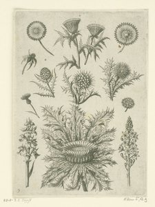 بعيدة بطرق مختلفة Florilegium (عنوان المسلسل) بواسطة ثيودور جالي