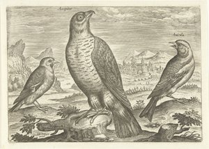 ثلاثة طيور في منظر طبيعي الطيور (عنوان السلسلة) Avium vivae (عنوان المسلسل) بواسطة أدريان كوليرت