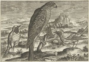 بعض الطيور في المناظر الطبيعية الطيور (عنوان السلسلة) Avium vivae (عنوان المسلسل) بواسطة أدريان كوليرت