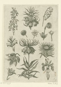 التاج الإمبراطوري والأوركيد وزنبق الوادي Florilegium (عنوان المسلسل) بواسطة ثيودور جالي