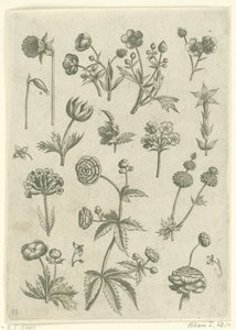 Ranonkels ، primula en boterbloemen Florilegium (عنوان المسلسل) بواسطة ثيودور جالي