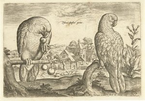 اثنين من الببغاوات في المناظر الطبيعية Avium Vivae (عنوان المسلسل) الطيور (عنوان السلسلة) بواسطة أدريان كوليرت