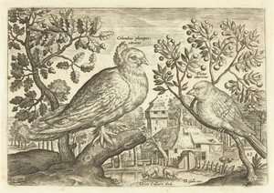 عصفورين في منظر طبيعي Avium Vivae (عنوان المسلسل) الطيور (عنوان السلسلة) بواسطة ثيودور جالي