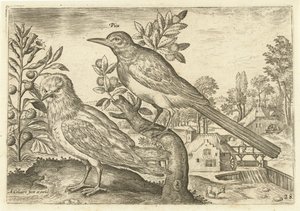 عصفورين في منظر طبيعي الطيور (عنوان السلسلة) Avium Vivae (عنوان المسلسل) بواسطة أدريان كوليرت