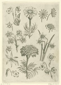 زهور مختلفة ، زهور الزنبق والنرجس Florilegium (عنوان المسلسل) بواسطة ثيودور جالي