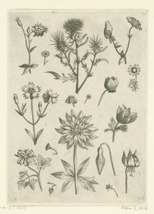 زهور مختلفة ، بما في ذلك كولومبين و بخور مريم Florilegium (عنوان المسلسل) بواسطة ثيودور جالي