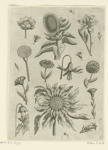 عباد الشمس والزهور الأخرى. Florilegium (عنوان المسلسل) بواسطة أدريان كوليرت