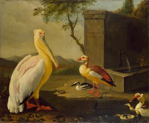 طيور شرقية ، 1683