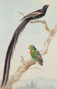 طائر أرملة طويل الذيل وببغاء معلق أزرق اللون ، 1783 (طباشير ، مرحاض وقلم رصاص على ورق)