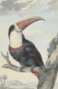 الطوقان الأحمر المنقار ، 1748