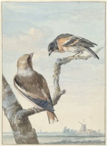 عصفورين: الزعرور (Coccothraustes coccothraustes) و (Fringilla montifringilla)