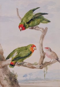 طائران حبّان وجهان أحمران وشمعة شمع 1756