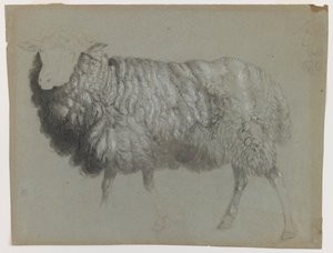 دراسة النعجة ، 1855 (الجرافيت والتلوين والطباشير على الورق الرمادي والأخضر) بواسطة ألبرت بيرشتات