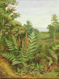زهر العسل وسرخس