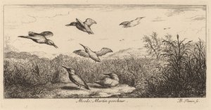 Alcedo ، الرفراف