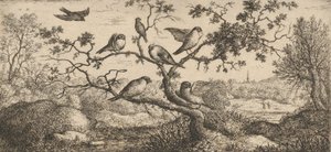 Ficedula، Piuoyne The Bullfinch: Livre d'Oyseaux Book of Birds، 1655-1660.، بواسطة ألبرت فلمش