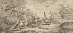 Garrulus ، Gey The Jay: Livre d'Oyseaux Book of Birds ، 1655-1660. بواسطة ألبرت فلمش