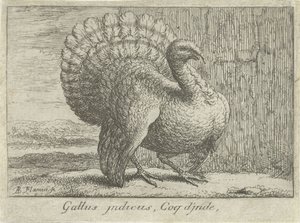 التقى Landschap kalkoen Gallus indicus ، Coq d