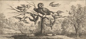 مونيدولا ، Chouëtte The Owl: Livre d'Oyseaux Book of Birds ، 1655-1660. بواسطة ألبرت فلمش