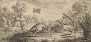 Ortygometra ، Ralle The Rail: Livre d'Oyseaux Book of Birds ، 1655-1660. ،
