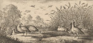 Perdix rubra ، Perdix rouge The Red-Legged Partridge: Livre d'Oyseaux Book of Birds ... ، 1655-1660. بواسطة ألبرت فلمش