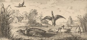 Querquedula ، Cercelle The Teal: Livre d'Oyseaux Book of Birds ، 1655-1660. بواسطة ألبرت فلمش