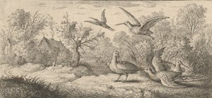 Rusticula ، Beccasse The Woodcock: Livre d'Oyseaux Book of Birds ، 1655-1660. بواسطة ألبرت فلمش