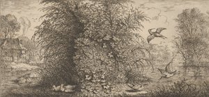 Rusticula Minor ، Beccassine The Snipe: Livre d'Oyseaux Book of Birds ، 1655-1660. ،