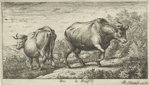 الثيران Bos le Boeuf (العنوان على الكائن) أنواع الحيوانات المختلفة (عنوان السلسلة) بواسطة ألبرت فلمش